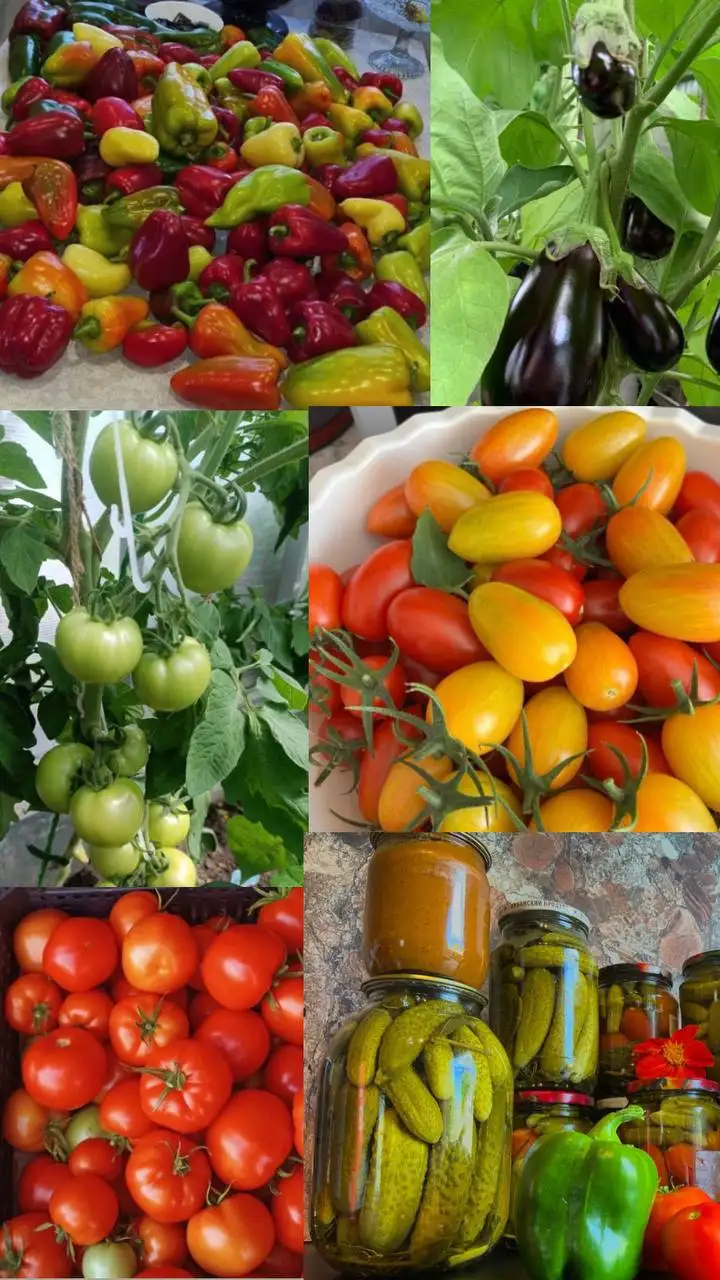 Рассада овощей и цветов сезон 2026 - Сад и огород (Хобби и отдых) в Иркутск