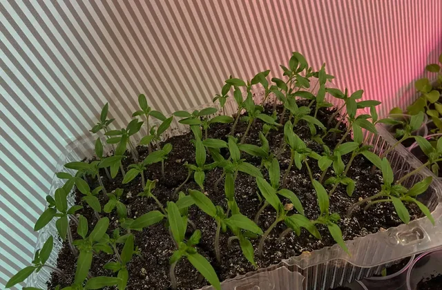 Рассада томатов сортов Верочка, Алтайский сахар, Алтайский лимонный гигант - частное объявление в Ново-Ленино