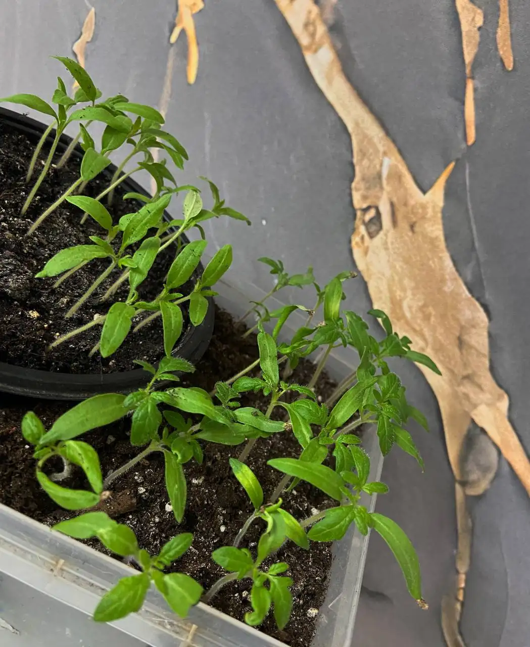 Рассада томатов сортов Верочка, Алтайский сахар, Алтайский лимонный гигант - Растения (Барахолка) в Ново-Ленино