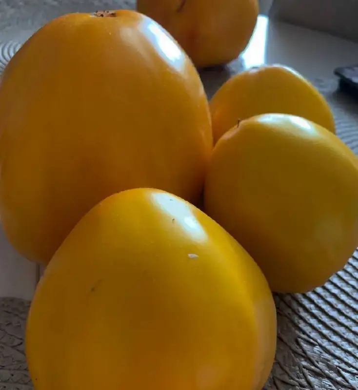 Рассада томатов сортов Верочка, Алтайский сахар, Алтайский лимонный гигант - Растения (Барахолка) в Ново-Ленино