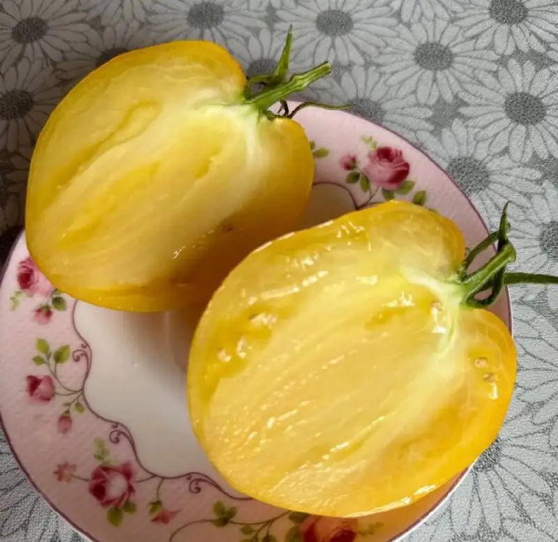 Рассада томатов сортов Верочка, Алтайский сахар, Алтайский лимонный гигант - Растения (Барахолка) в Ново-Ленино