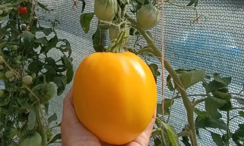 Рассада томатов сортов Верочка, Алтайский сахар, Алтайский лимонный гигант - Растения (Барахолка) в Ново-Ленино