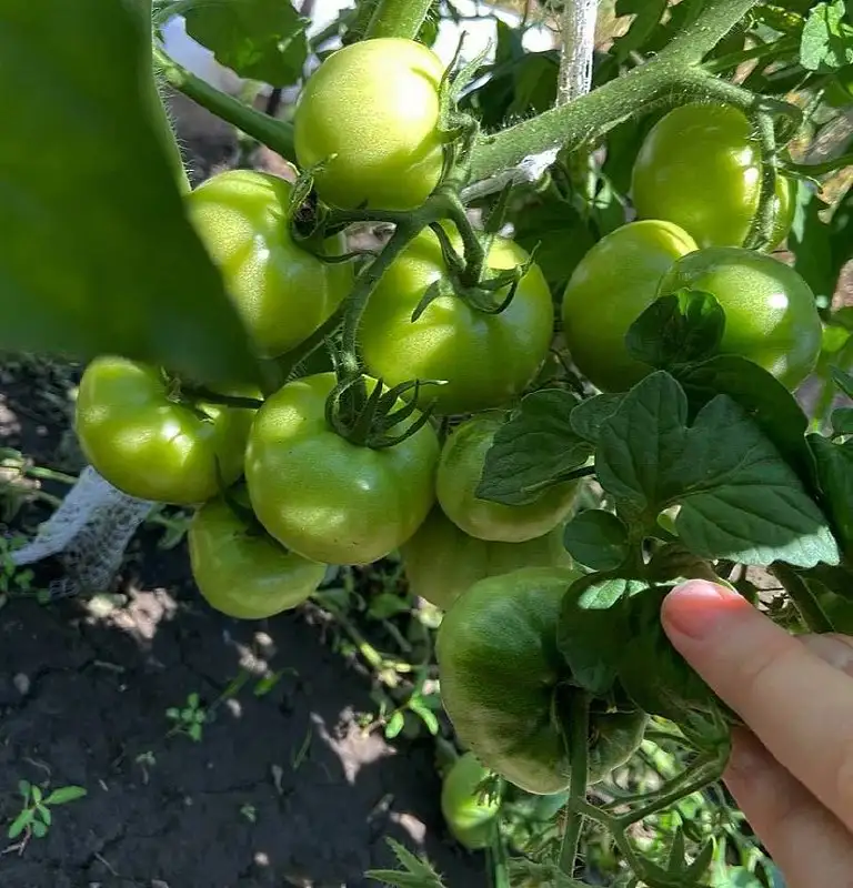 Рассада томатов сортов Верочка, Алтайский сахар, Алтайский лимонный гигант - Растения (Барахолка) в Ново-Ленино