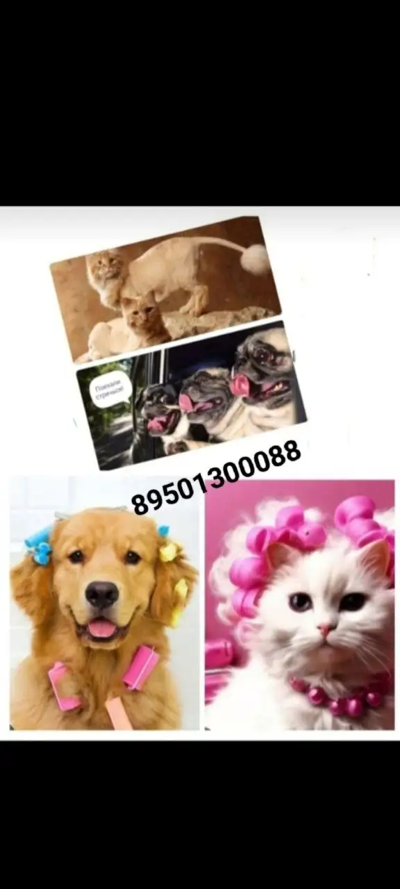 Профессиональный груминг для собак и кошек в груминг комнате ХВОСТИК - Груминг (Услуги) в Иркутск