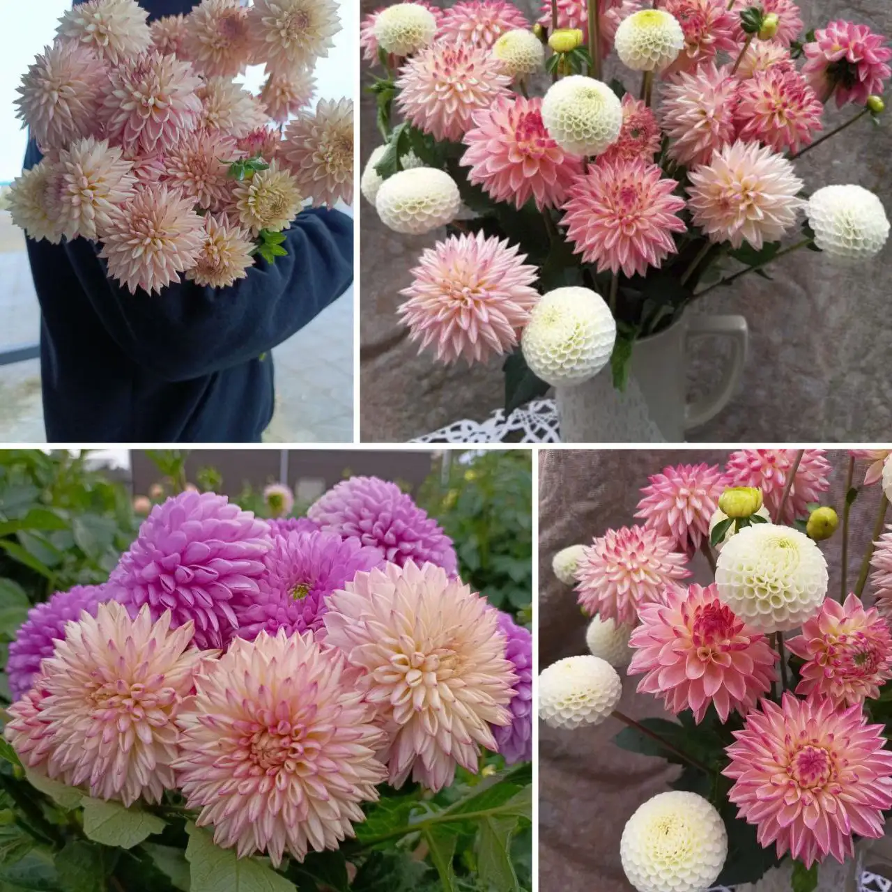 Предварительные заказы на черенки георгина Valley Porcupin - Растения (Хобби и отдых) в Иркутск