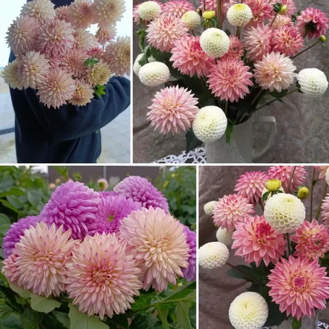 Предварительные заказы на черенки георгина Valley Porcupin - Концерты и шоу в Иркутск