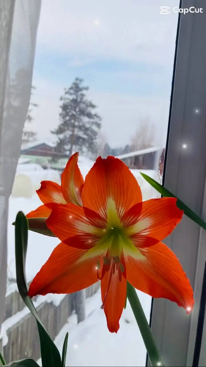 Продам гиппеаструм с бутоном - Растения (Хобби и отдых) в Пивовариха