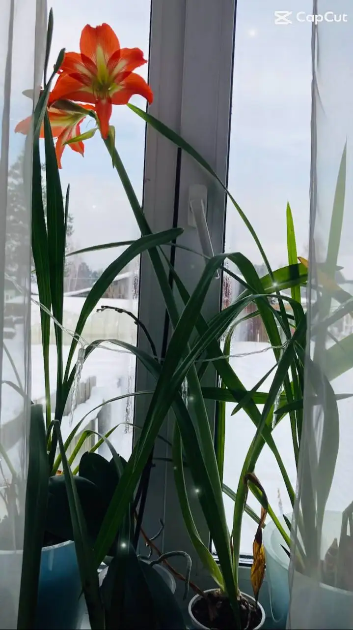 Продам гиппеаструм с бутоном - Растения (Хобби и отдых) в Пивовариха