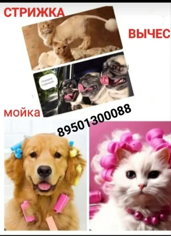 Услуги груминга для домашних животных - частное объявление в Маркова