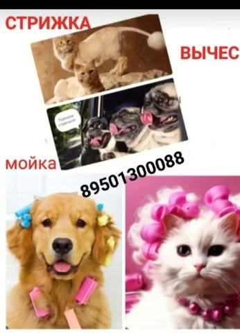 Груминг комната ХВОСТИК для животных - Груминг для животных в Маркова