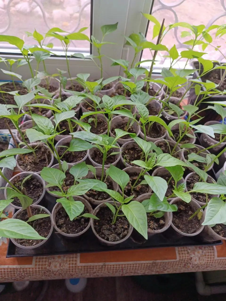 Рассада перца сладкого толстостенного сорта Атлант - Барахолка в Иркутск