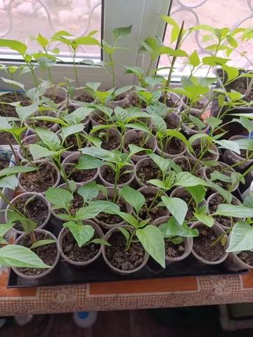 Рассада перца сладкого толстостенного сорта Атлант - частное объявление в Иркутск