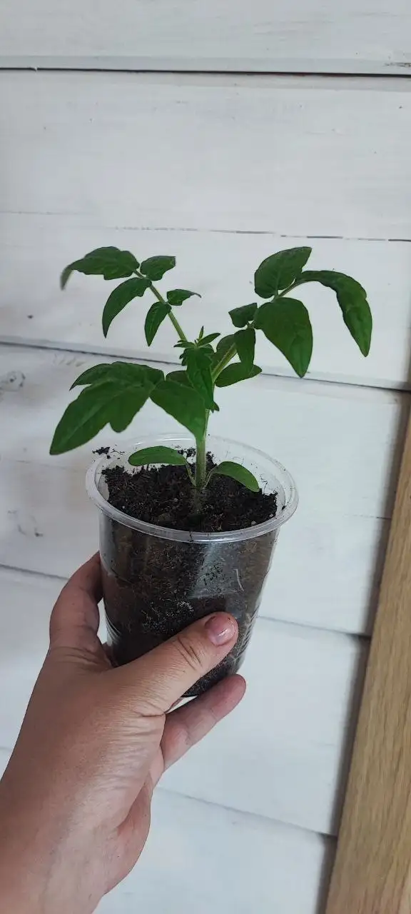 Рассада томатных гномов - Сад и огород (Хобби и отдых) в Иркутск