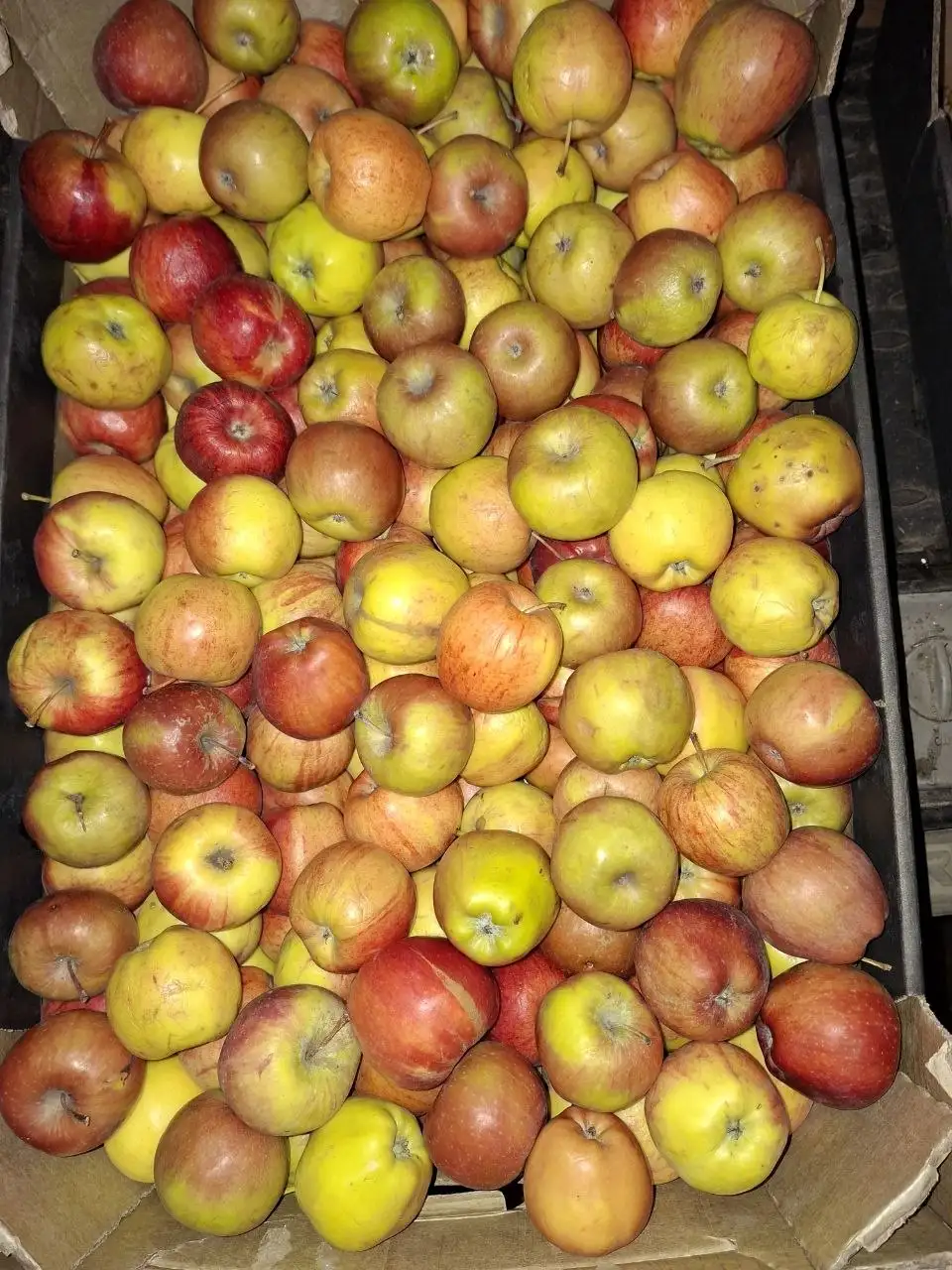 Продажа яблок в ведре - Продукты питания (Барахолка) в Иркутск
