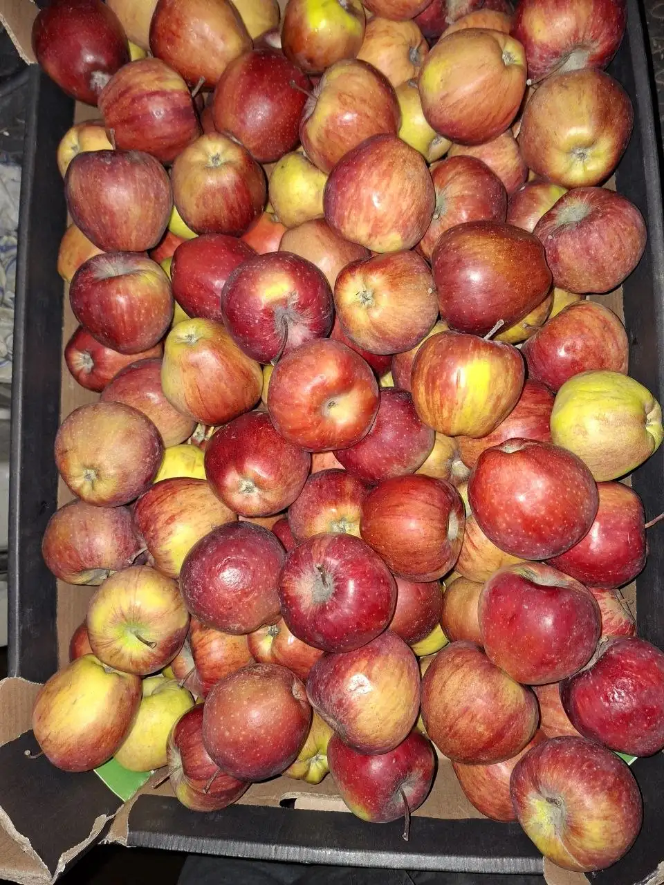 Продажа яблок в ведре - Продукты питания (Барахолка) в Иркутск