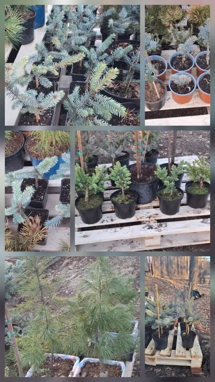 Продажа саженцев хвойных растений - Растения (Хобби и отдых) в Иркутск