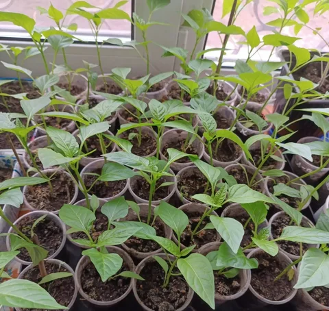 Рассада сладкого перца сорта Атлант - Сад и огород в Иркутск