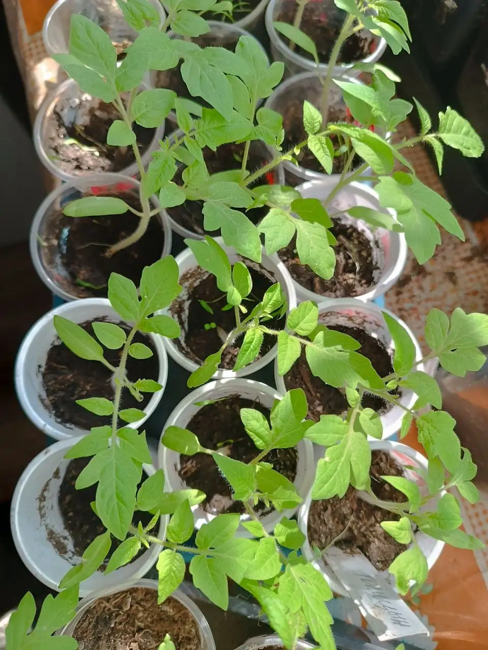 Рассада томатов различных сортов - Рассада (Для дома и дачи) в Иркутск