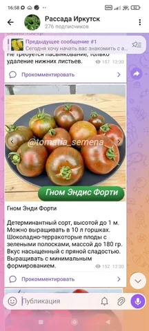 Рассада сортовых коллекционных томатов, перцев, баклажанов и ампельных петуний - частное объявление в Иркутск
