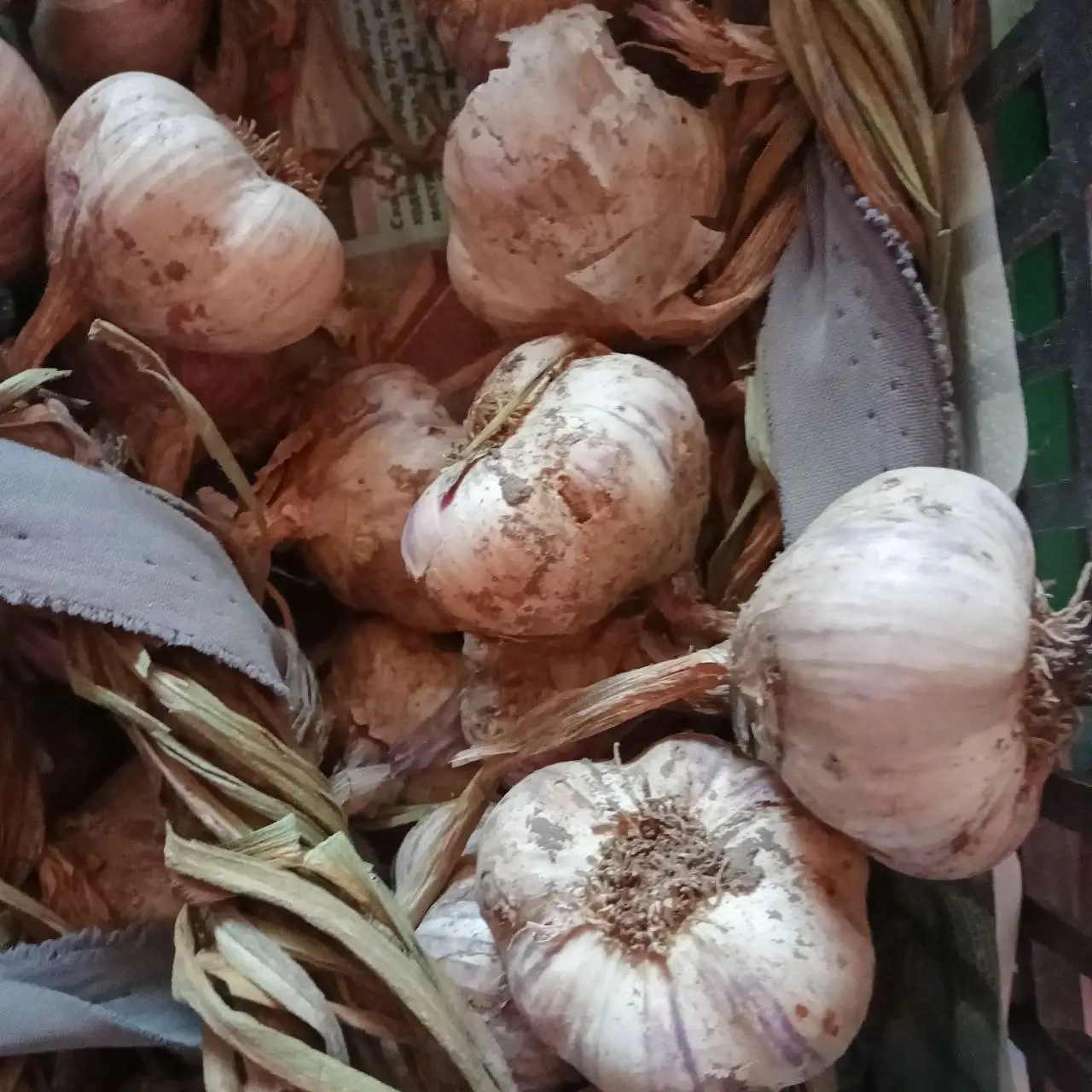 Продам яровой чеснок - Растения (Для дома и дачи) в Иркутск