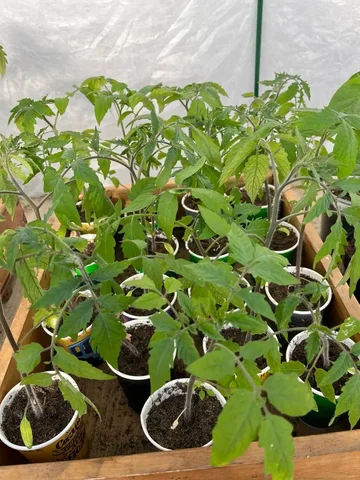 Продам рассаду томатов по 50 руб - Для дома и дачи в Иркутск