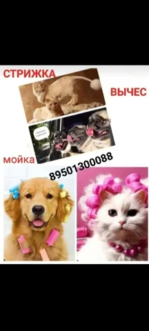 Груминг студия ХВОСТИК - частное объявление в Маркова