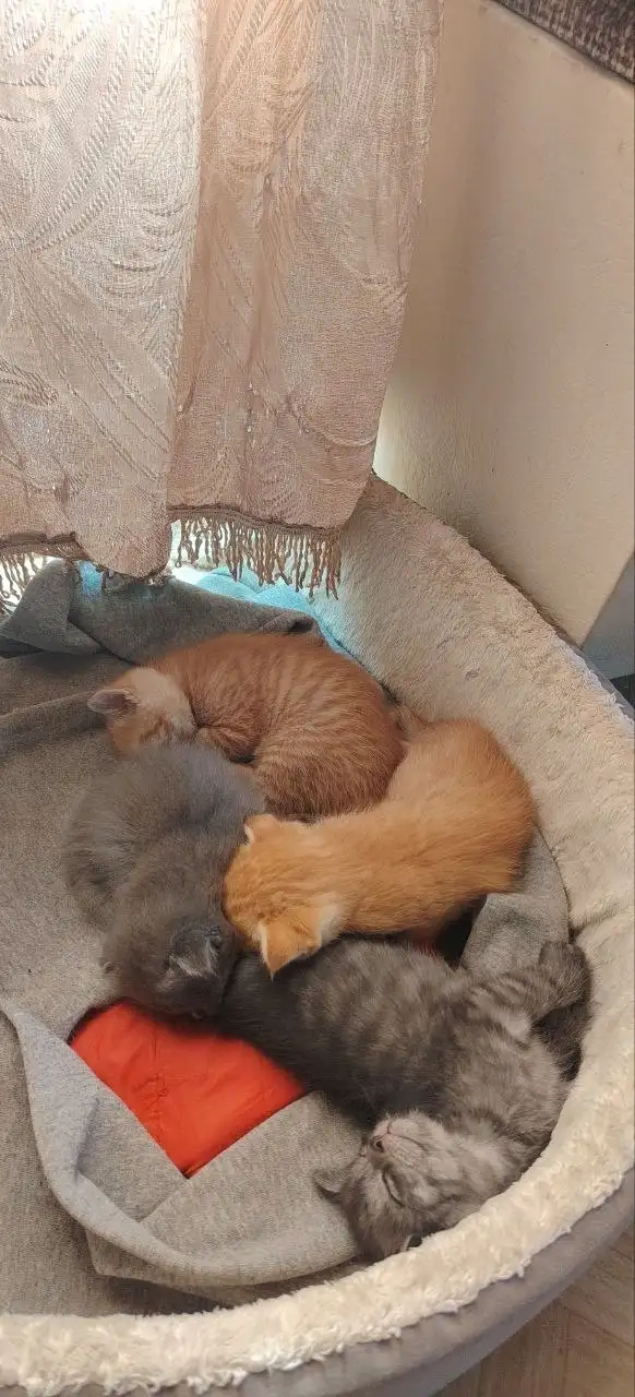 Отдам котят в добрые руки - Кошки (Животные) в Иркутск