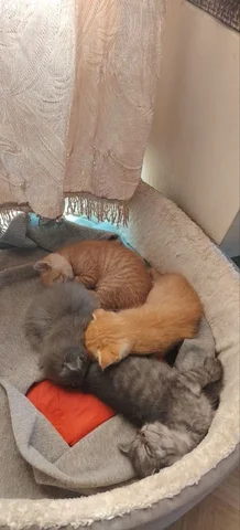 Отдам котят в добрые руки - Пропажи в Иркутск