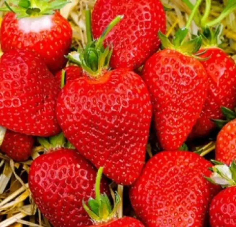 Байкальская клубника 2026 - Продукты в Иркутск
