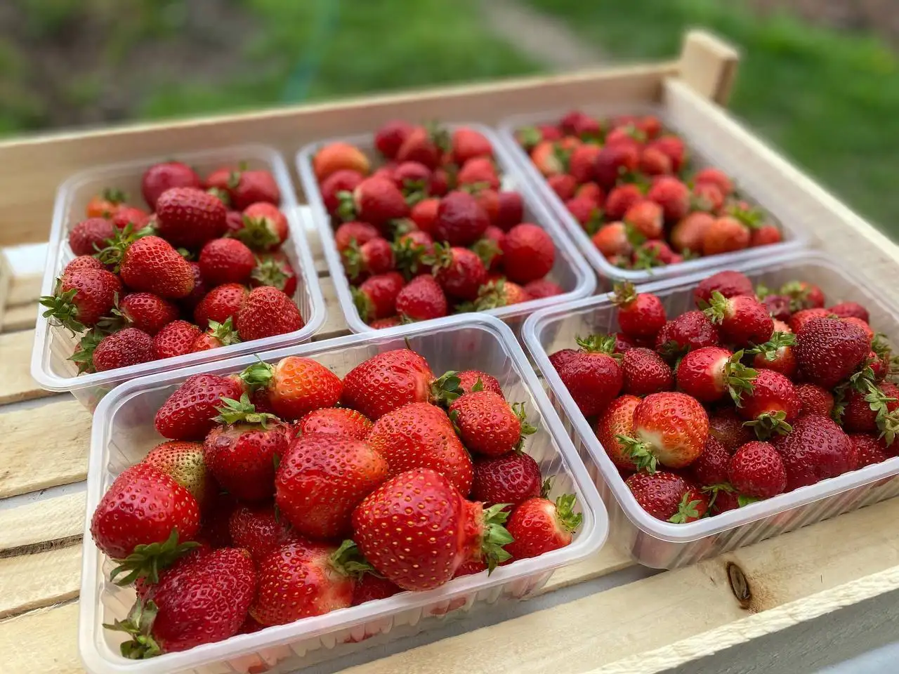 Продажа свежей клубники - Продукты в Плишкино
