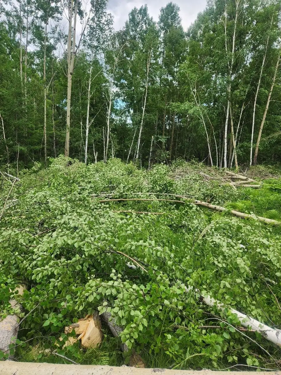Осина бесплатно - Для дома и дачи в Иркутск