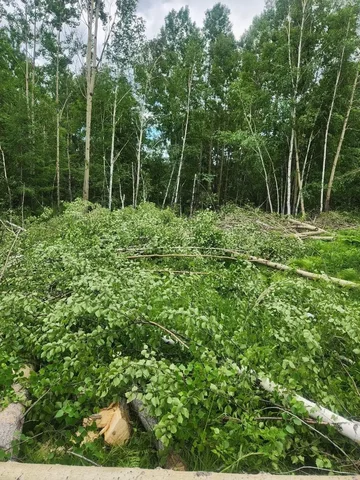 Осина бесплатно - частное объявление в Иркутск