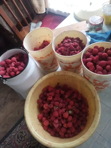Продам малину - Электротранспорт в Неизвестно