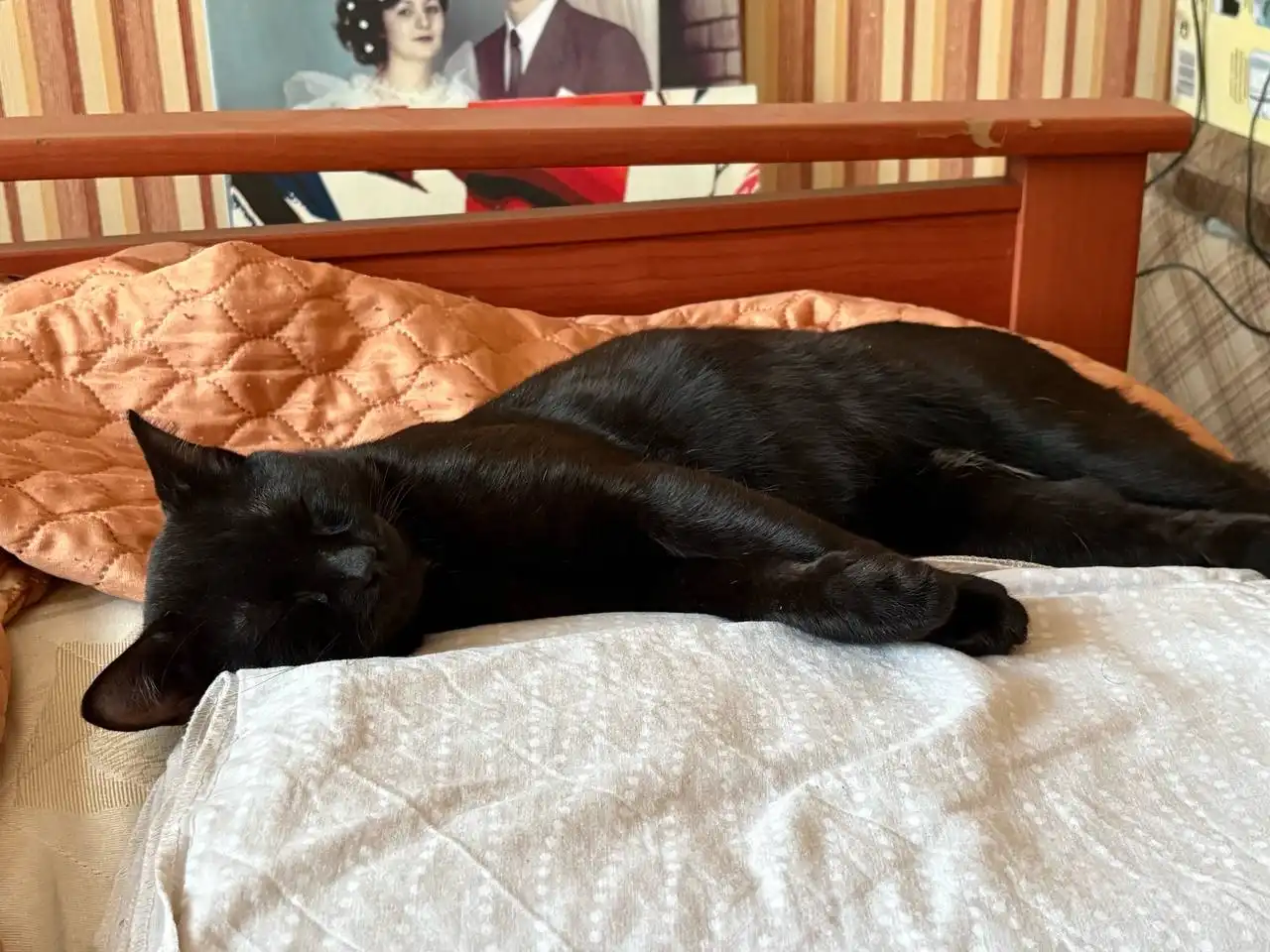 Отдаем в добрые руки найденных на улице