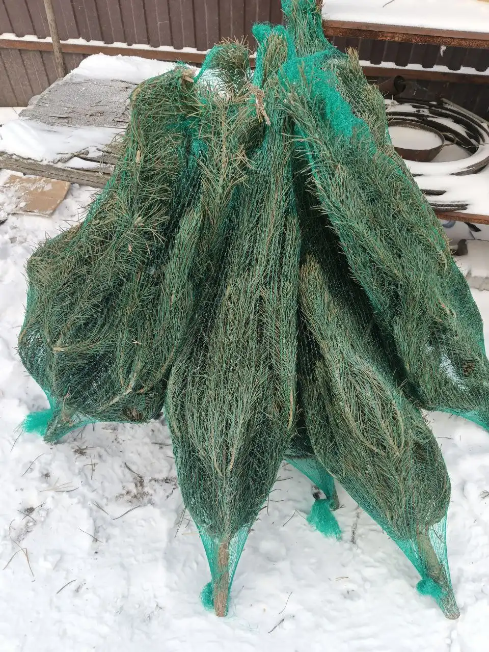 Продажа живых новогодних сосен