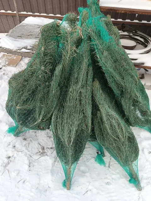 Продажа живых новогодних сосен - Хобби и отдых в Тюмень