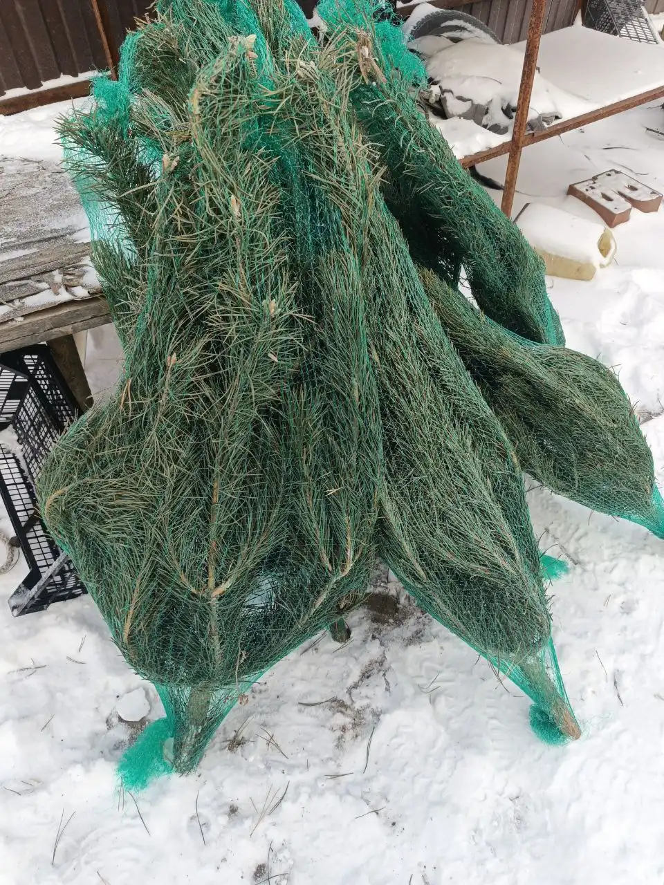 Продажа живых новогодних сосен