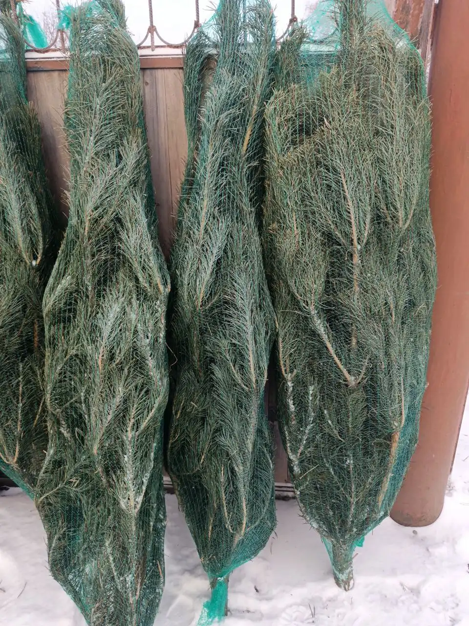 Продажа живых новогодних сосен