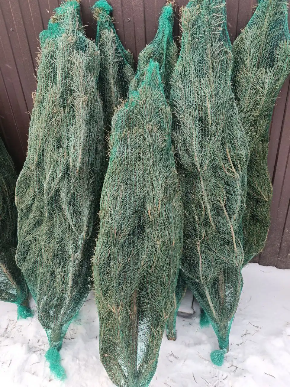 Продажа живых новогодних сосен