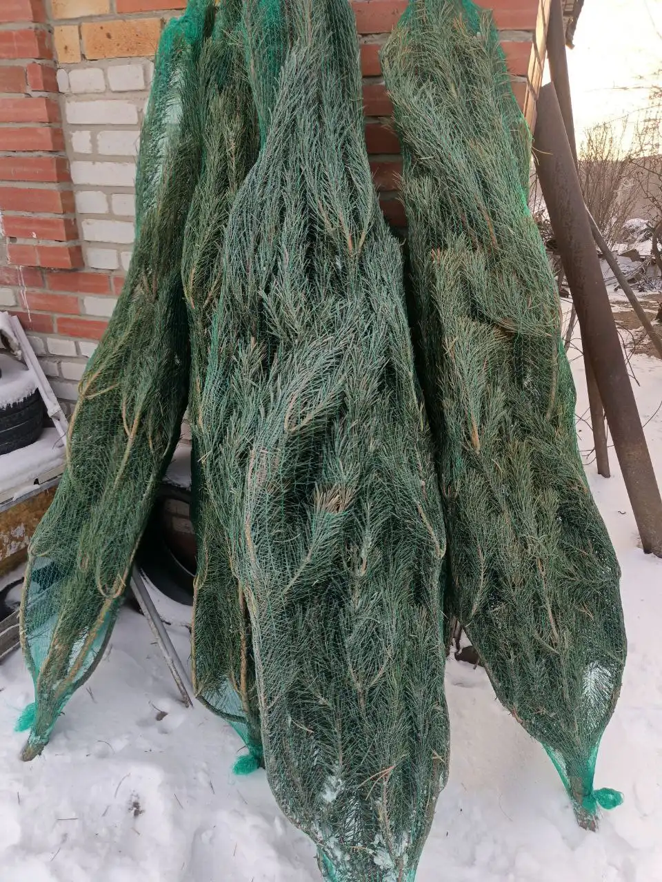 Продажа живых новогодних сосен