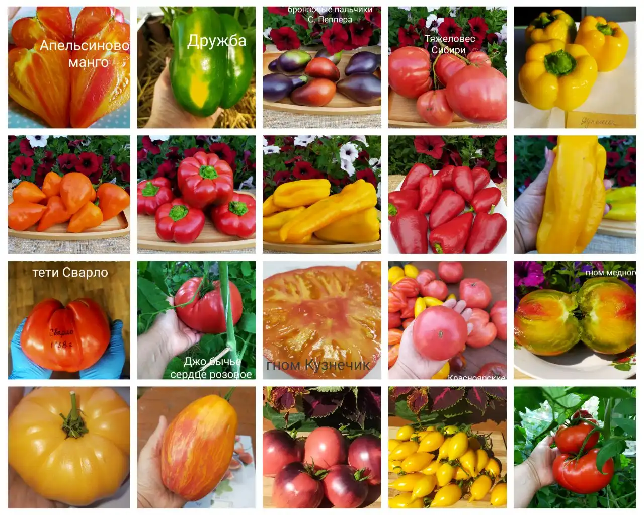 Семена томатов и перцев из Сибири