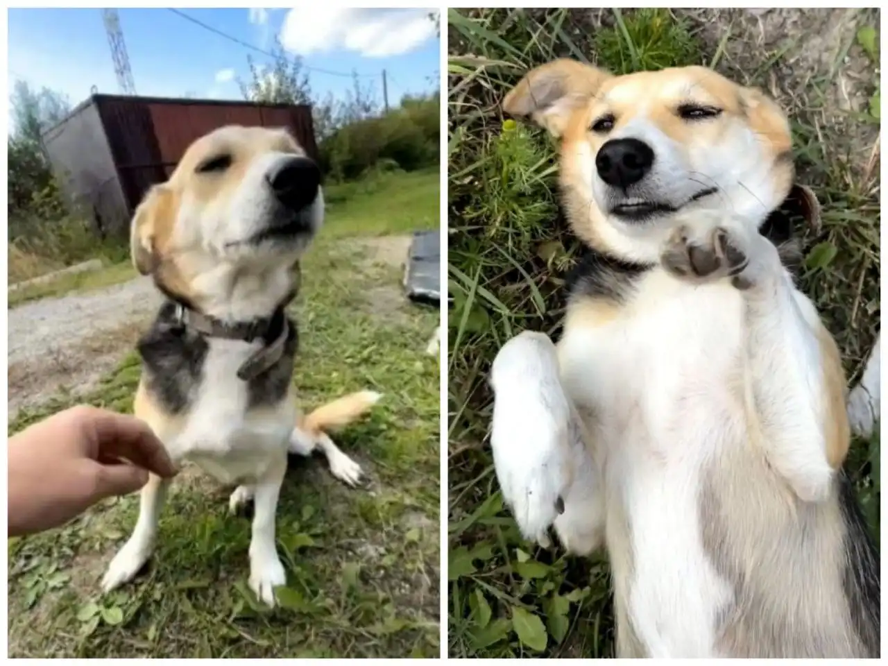 Собака Фиби ищет дом в Тюмени