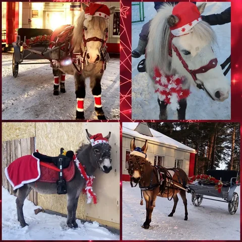 Аренда пони или ослика для праздничных мероприятий с выездом - частное объявление в Тюмень