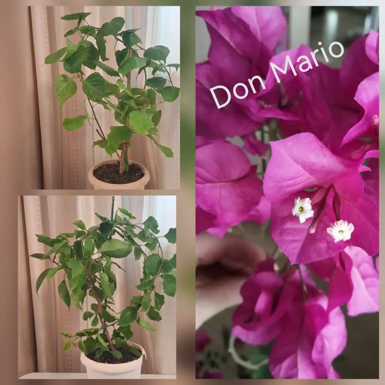 Продам взрослые кусты Бугенвиллии