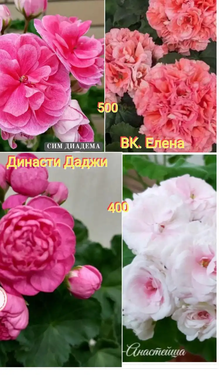 Укоренённые отростки пеларгонии