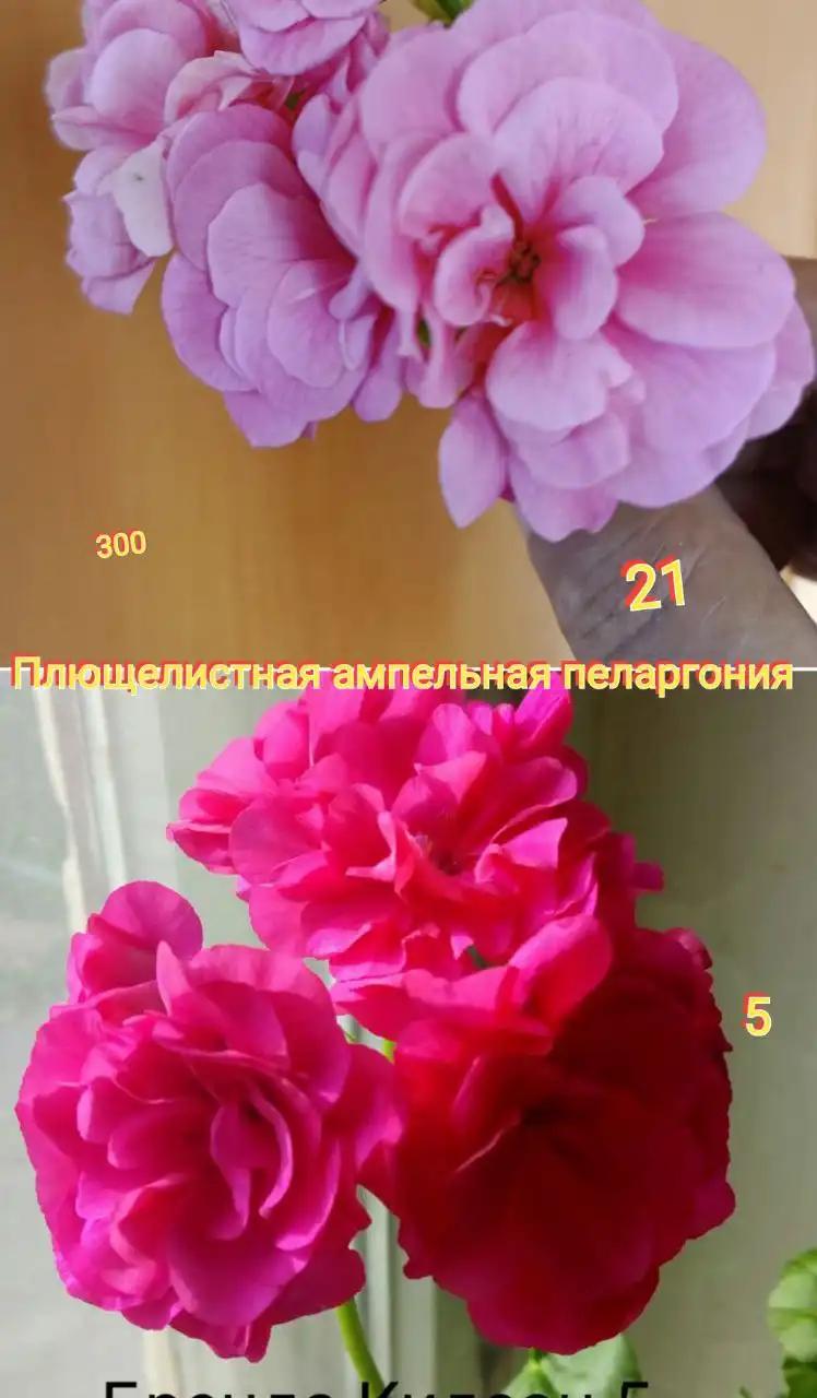 Укоренённые отростки пеларгонии