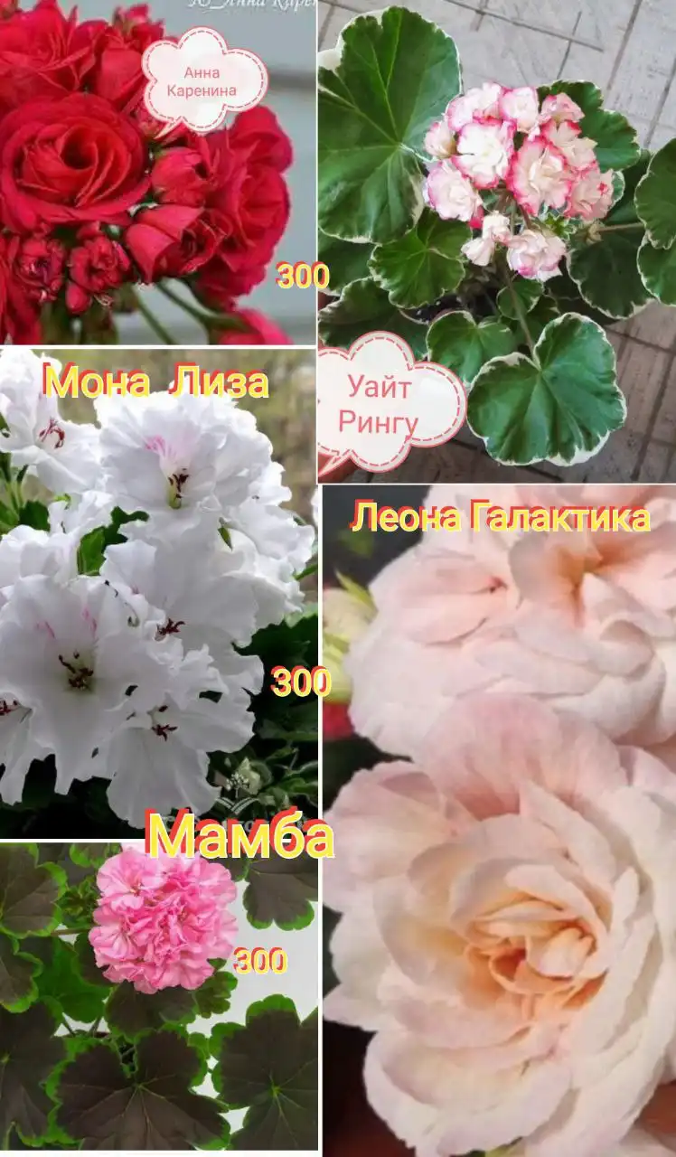 Укоренённые отростки пеларгонии