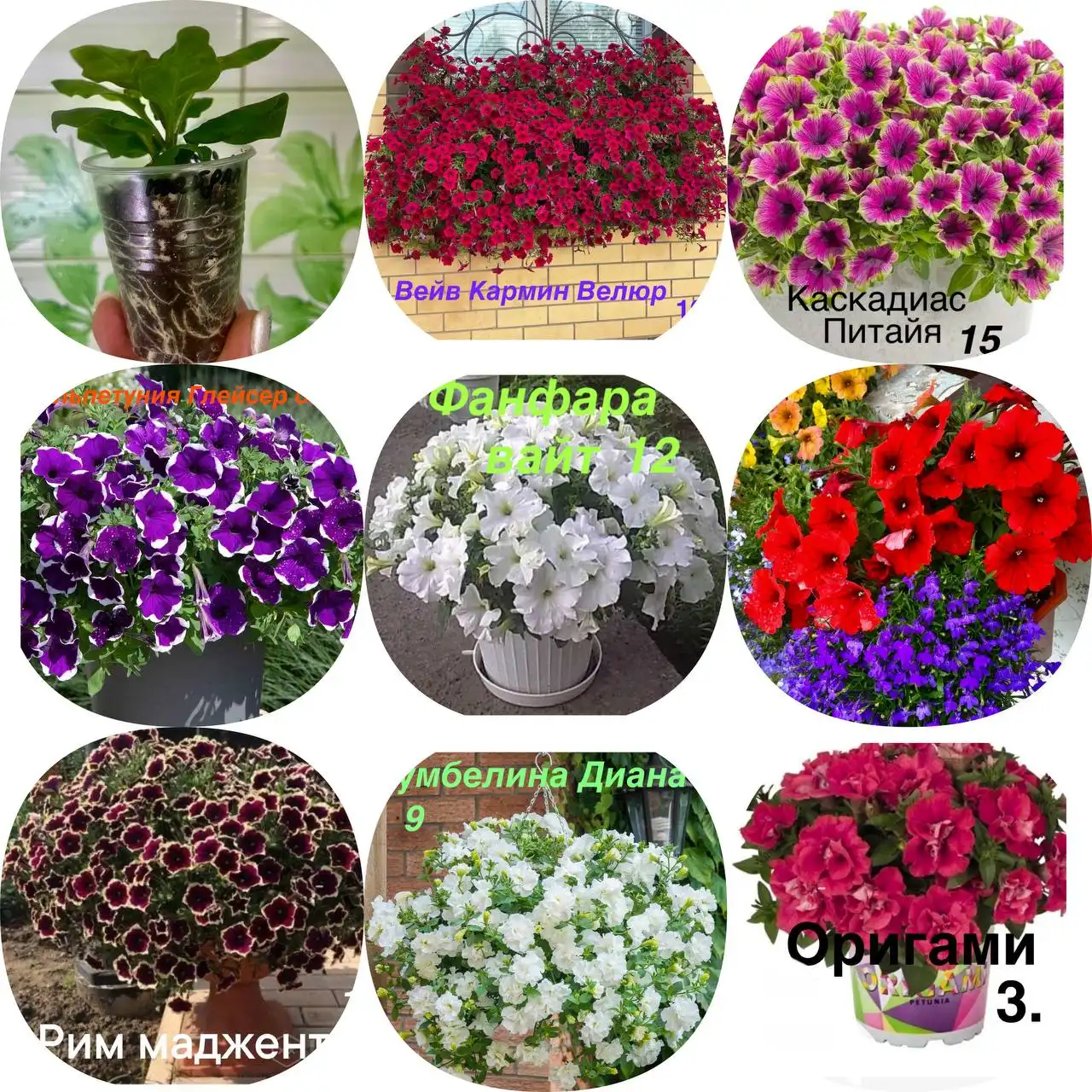 Продажа черенков петунии, георгинов, немезии и калибрахоа