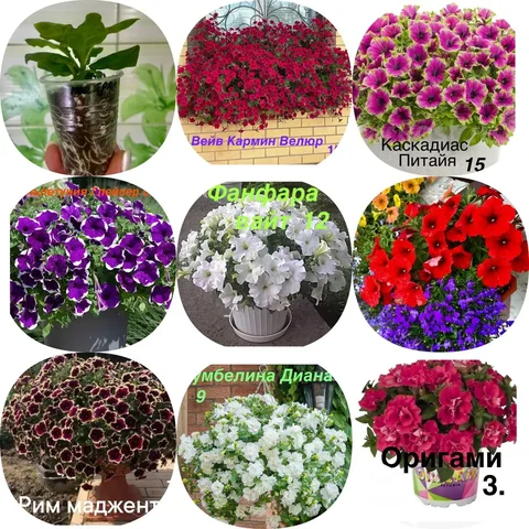 Продажа черенков петунии, георгинов, немезии и калибрахоа - частное объявление в Тюмень
