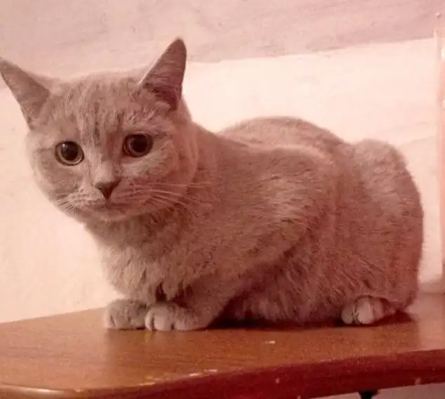 Кот для дома